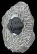 Bargain, Gerastos Trilobite Fossil - Morocco #52145-1